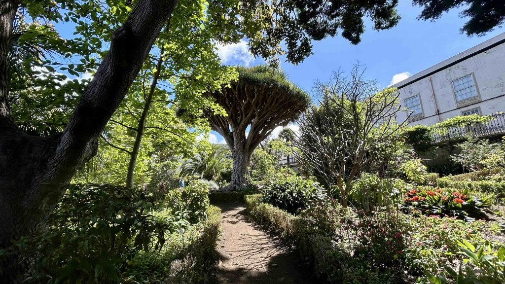 Puerto de la Cruz dragon tree